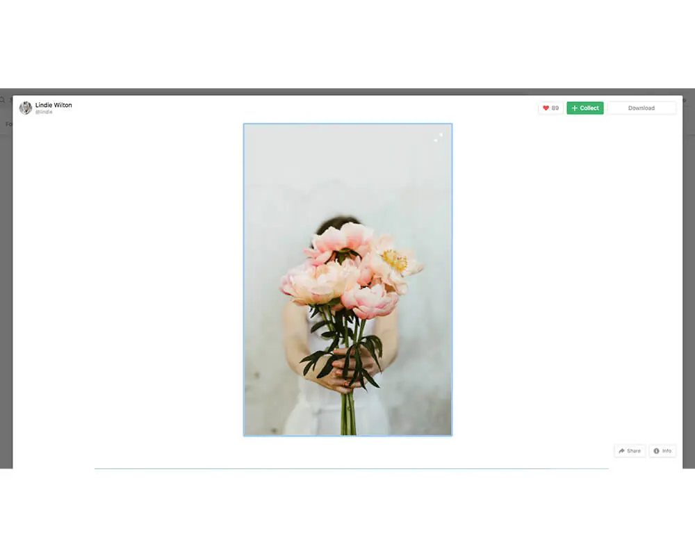 CC0 是什麼意思?Unsplash 免費圖庫能商用嗎?授權規則與下載教學 6 舊版 Unsplash 單張照片頁面,上方有攝影師名稱、愛心、Collect 與 Download 按鈕,中間是花束照片大圖